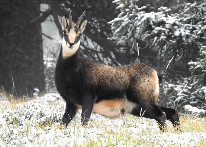 Prázdninový dům Shepherds House 